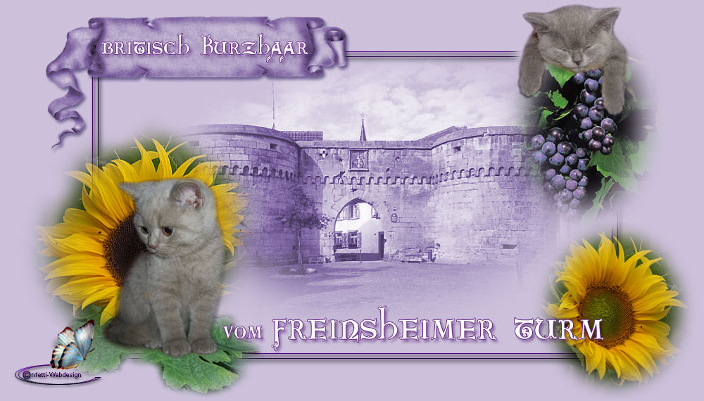 Britisch-Kurzhaar-Katzen vom Freinheimer Turm